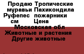 Продаю Тропические муравьи Пахикондила Руфепес (пожарники) 1,5 см.    › Цена ­ 3 500 - Московская обл. Животные и растения » Другие животные   